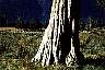 baum.jpg