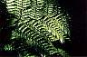 fern.jpg
